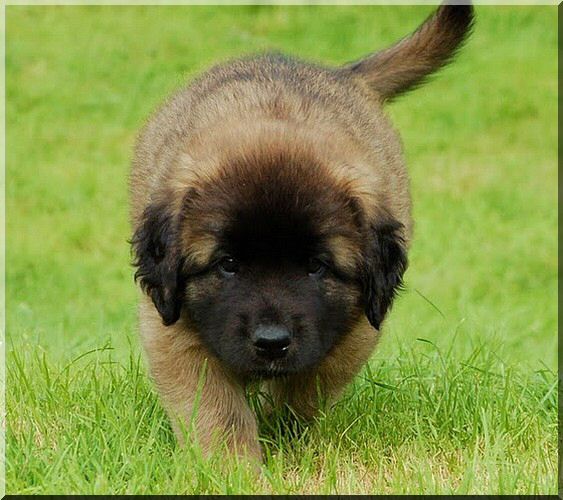leonberger 086.jpg